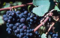 fra_geoffrey_pic_05_200