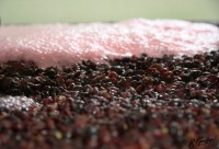 fra_geoffrey_pic_07_200