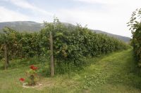 veneto_vedova_pic01200