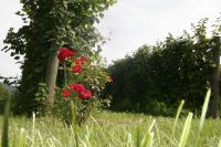 veneto_vedova_pic02200