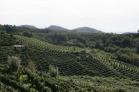 veneto_vedova_pic03200